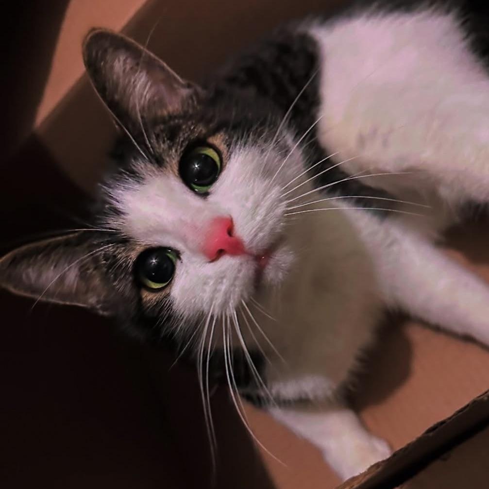 Enlarge Merrill Courtesy Listing updated, a Adoptable Domestic Short Hair in Midland, MI image 1/5