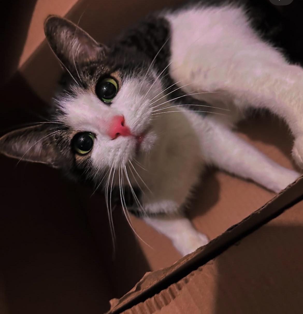 Enlarge Merrill Courtesy Listing, a Adoptable Domestic Short Hair in Midland, MI image 4/5