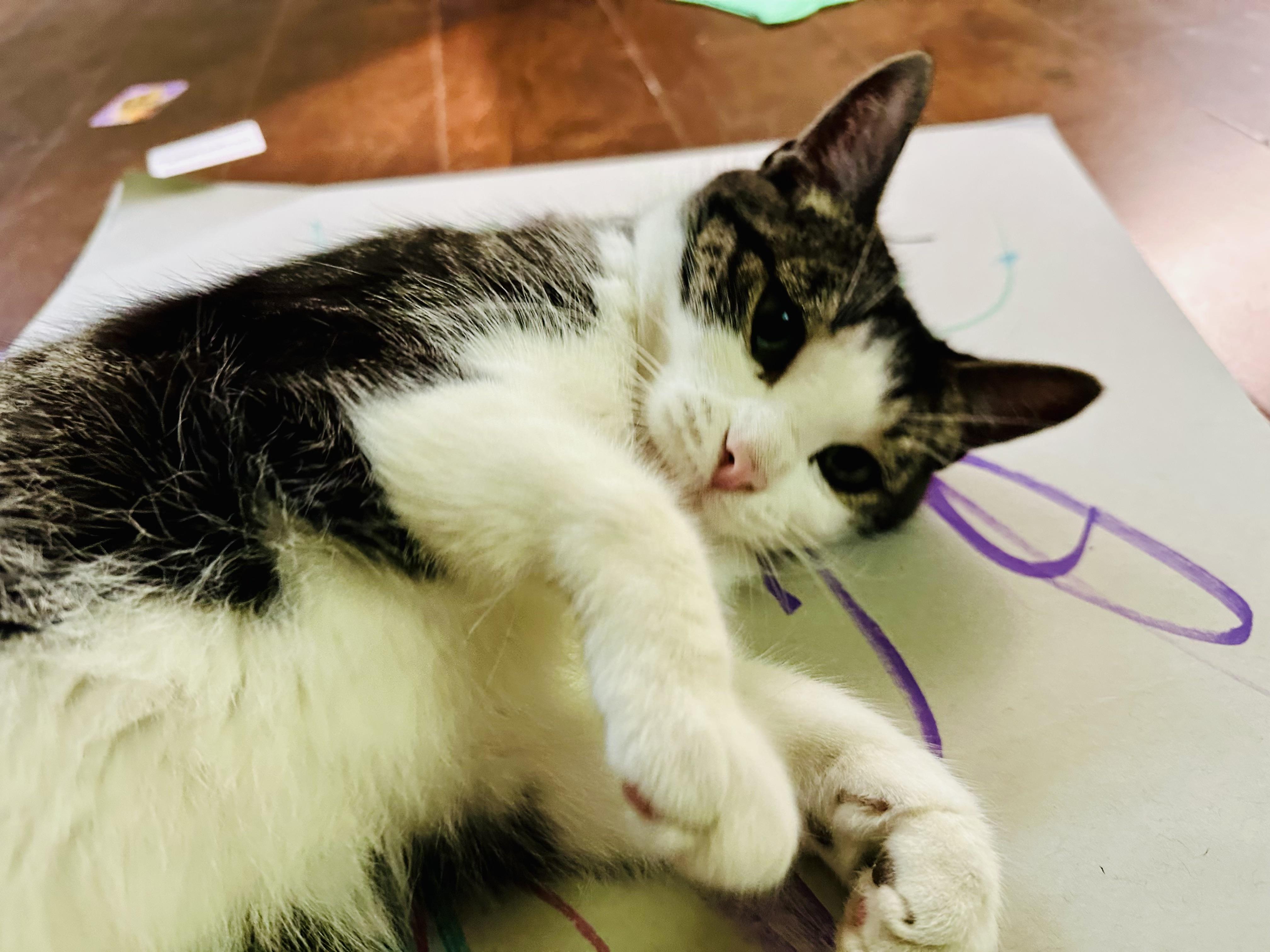 Enlarge Merrill Courtesy Listing, a Adoptable Domestic Short Hair in Midland, MI image 1/5