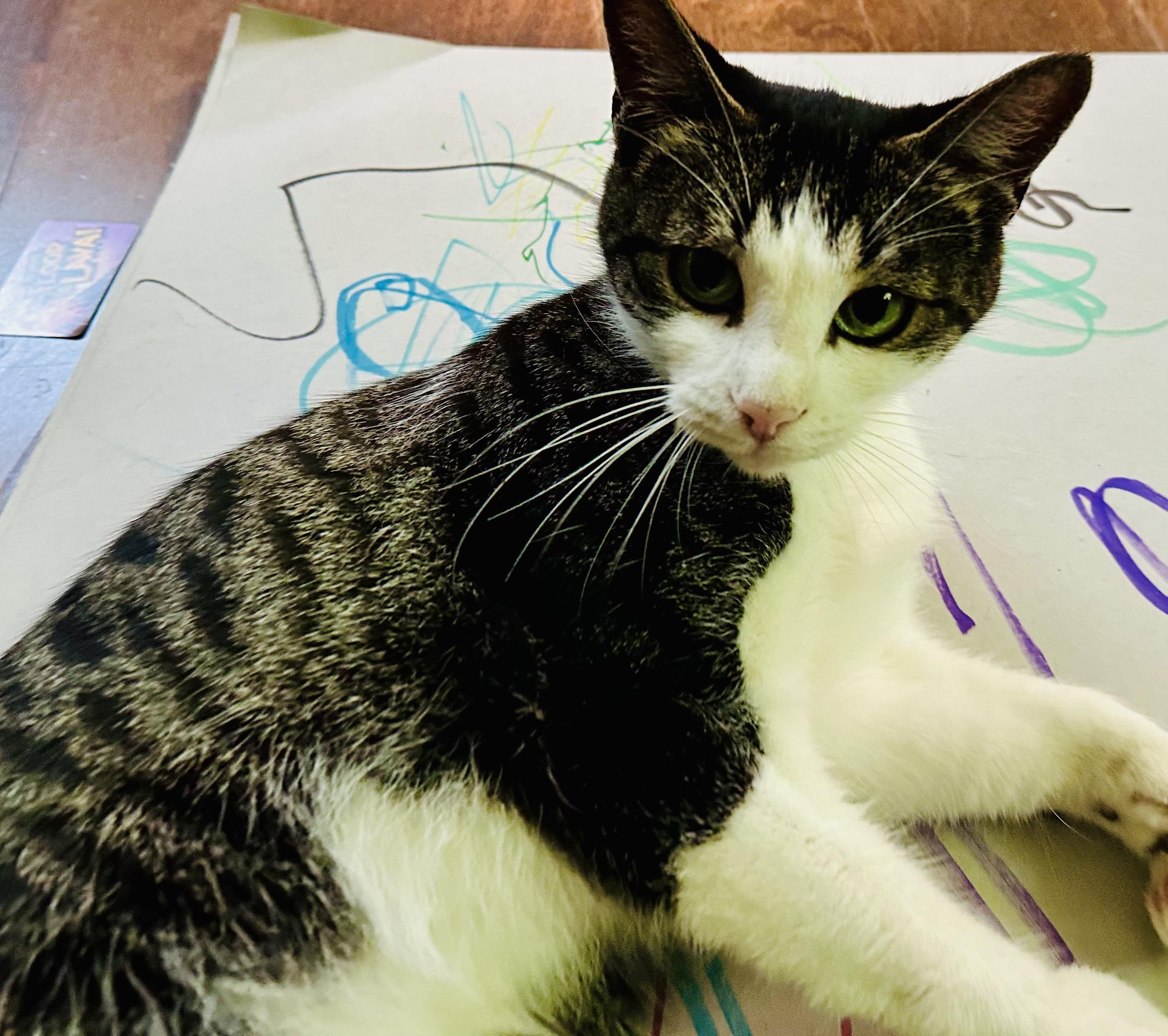 Enlarge Merrill Courtesy Listing, a Adoptable Domestic Short Hair in Midland, MI image 5/5