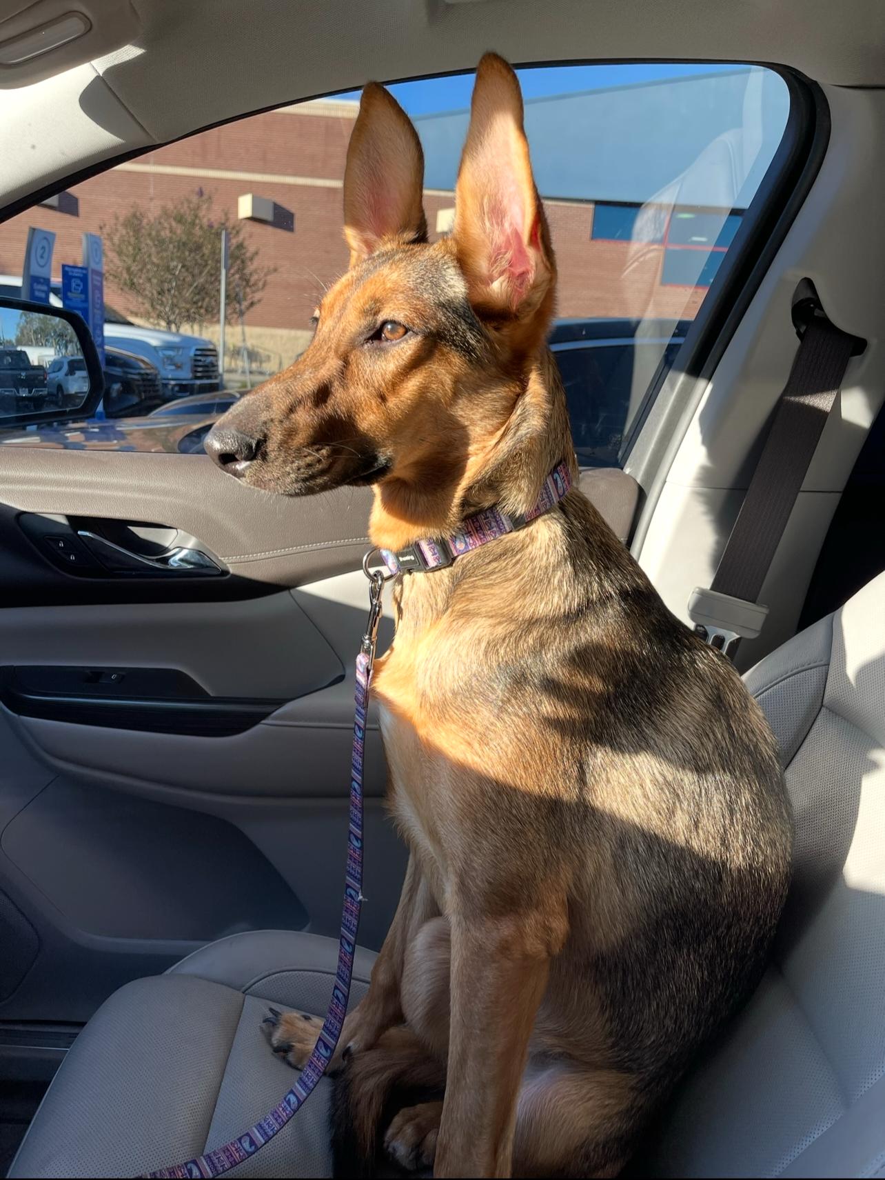 Enlarge Kona - F, a Adoptable mixed breed in Tampa, FL image 1/3