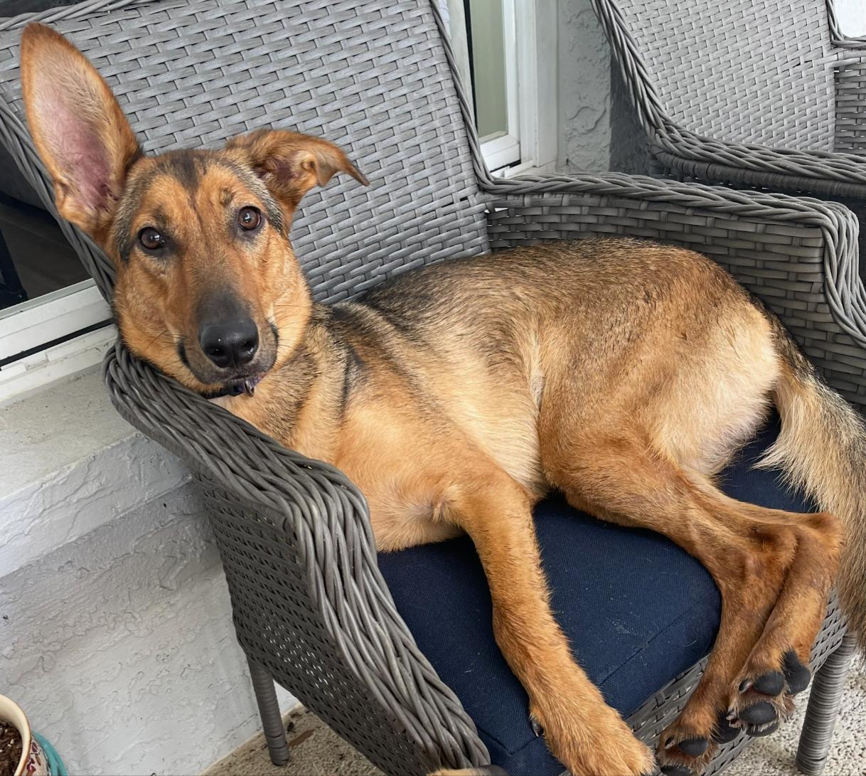 Enlarge Kona - F, a Adoptable mixed breed in Tampa, FL image 2/3