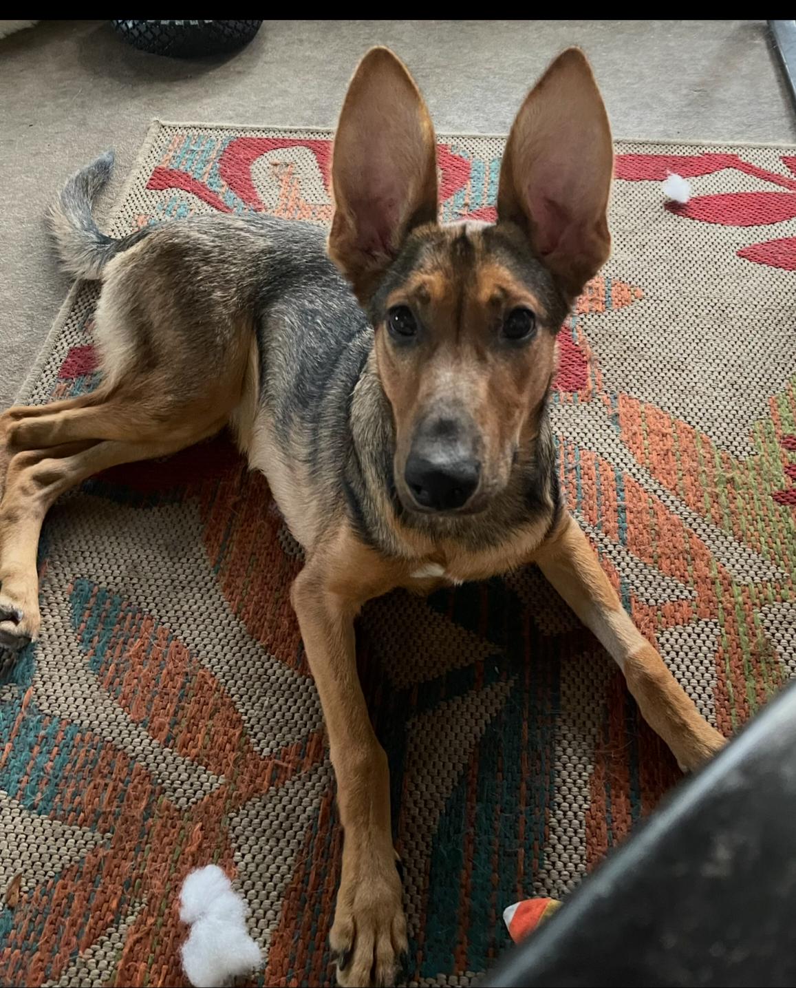 Enlarge Kona - F, a Adoptable mixed breed in Tampa, FL image 3/3