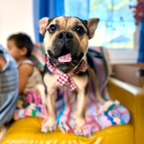 Otto Teddy the Fun Sized Frenchie — thumbnail 2