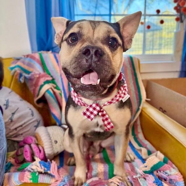 Otto Teddy the Fun Sized Frenchie — thumbnail 3