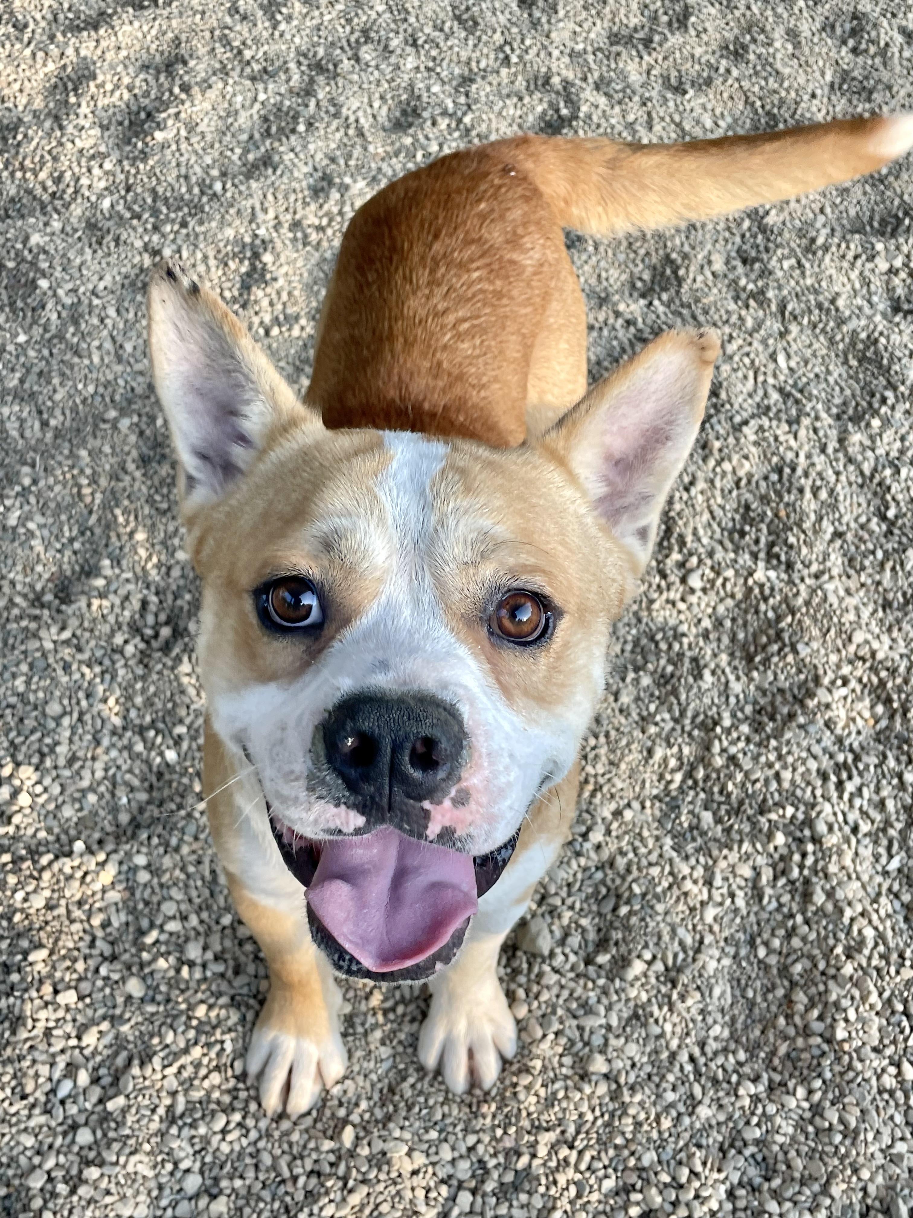 Enlarge Seth, a Adoptable mixed breed in Lacon, IL image 5/5
