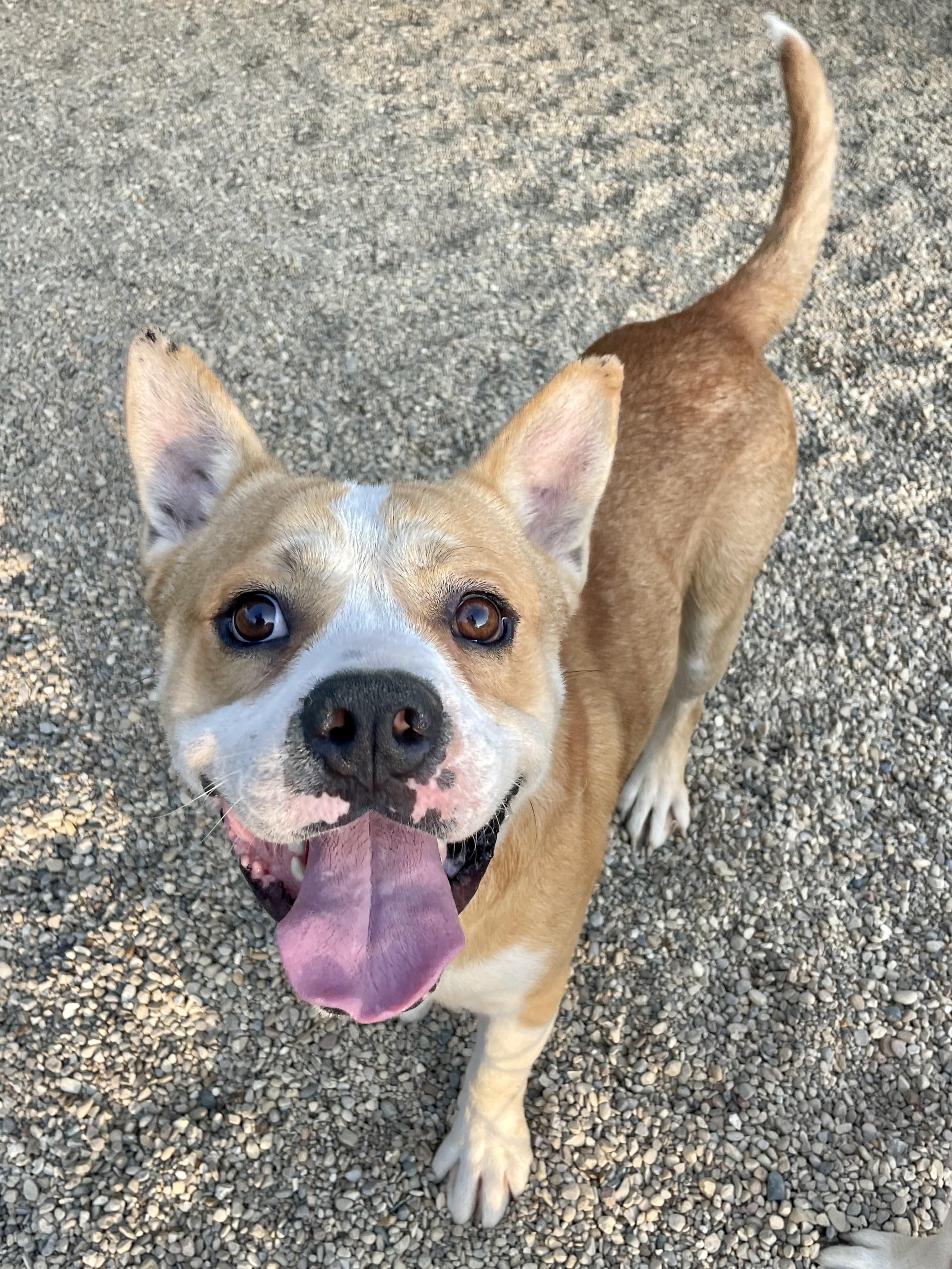 Enlarge Seth, a Adoptable mixed breed in Lacon, IL image 3/5