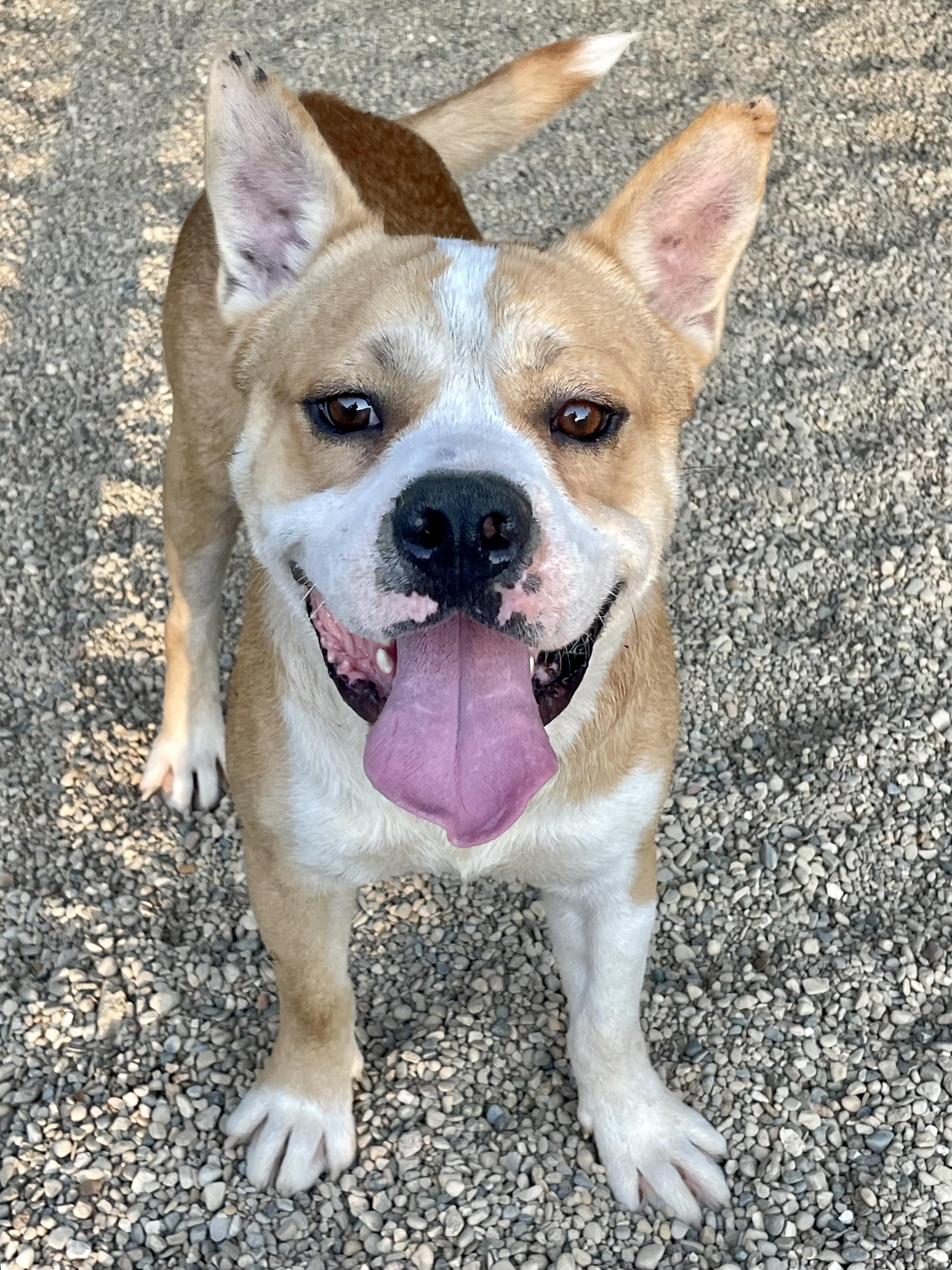 Enlarge Seth, a Adoptable mixed breed in Lacon, IL image 1/5