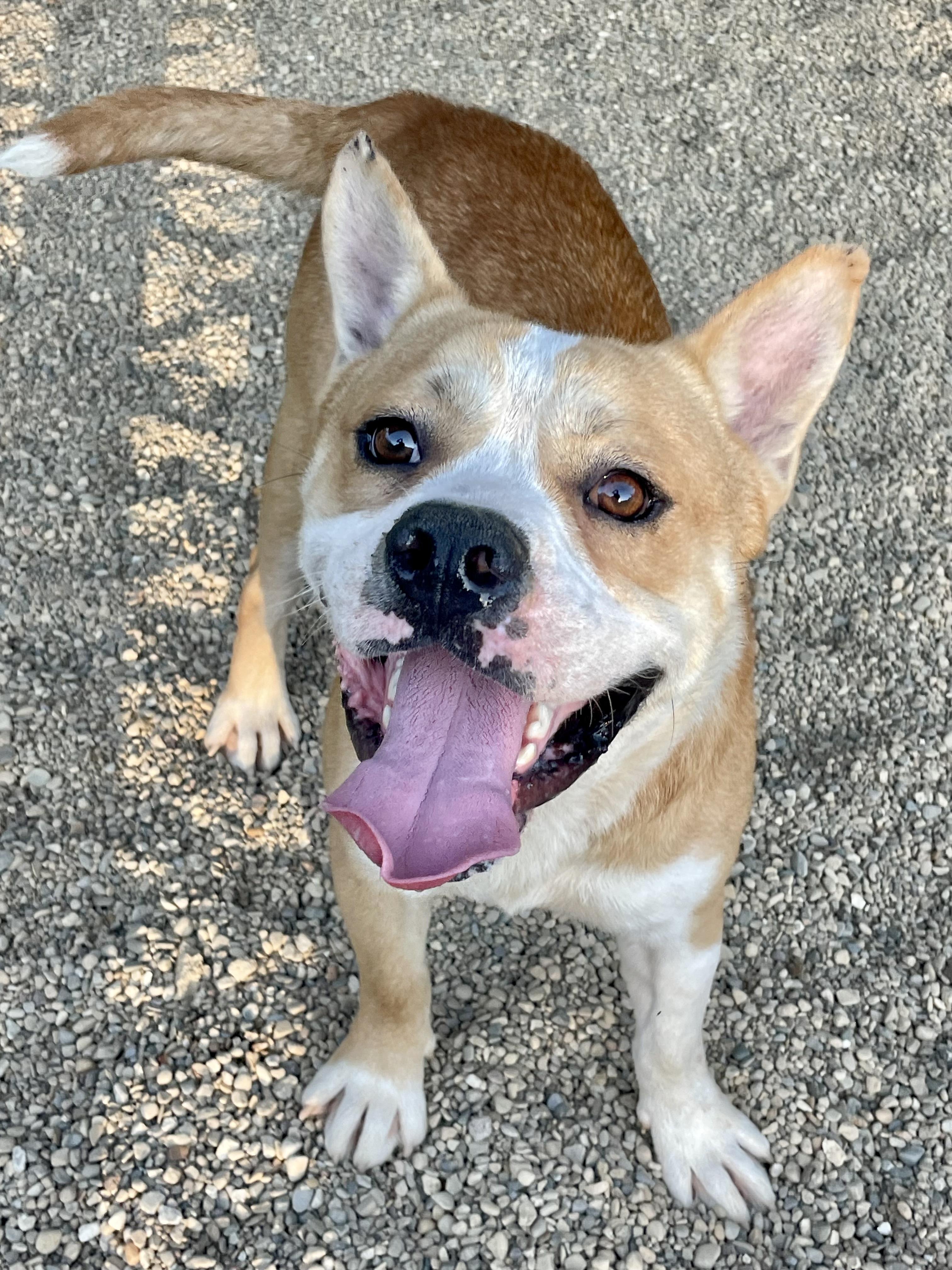 Enlarge Seth, a Adoptable mixed breed in Lacon, IL image 4/5