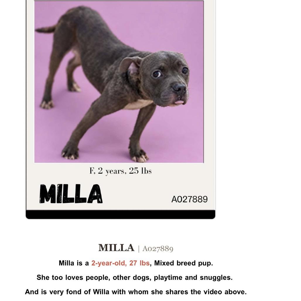 Enlarge Millie, a Adoptable mixed breed in Archbold , OH image 1/1