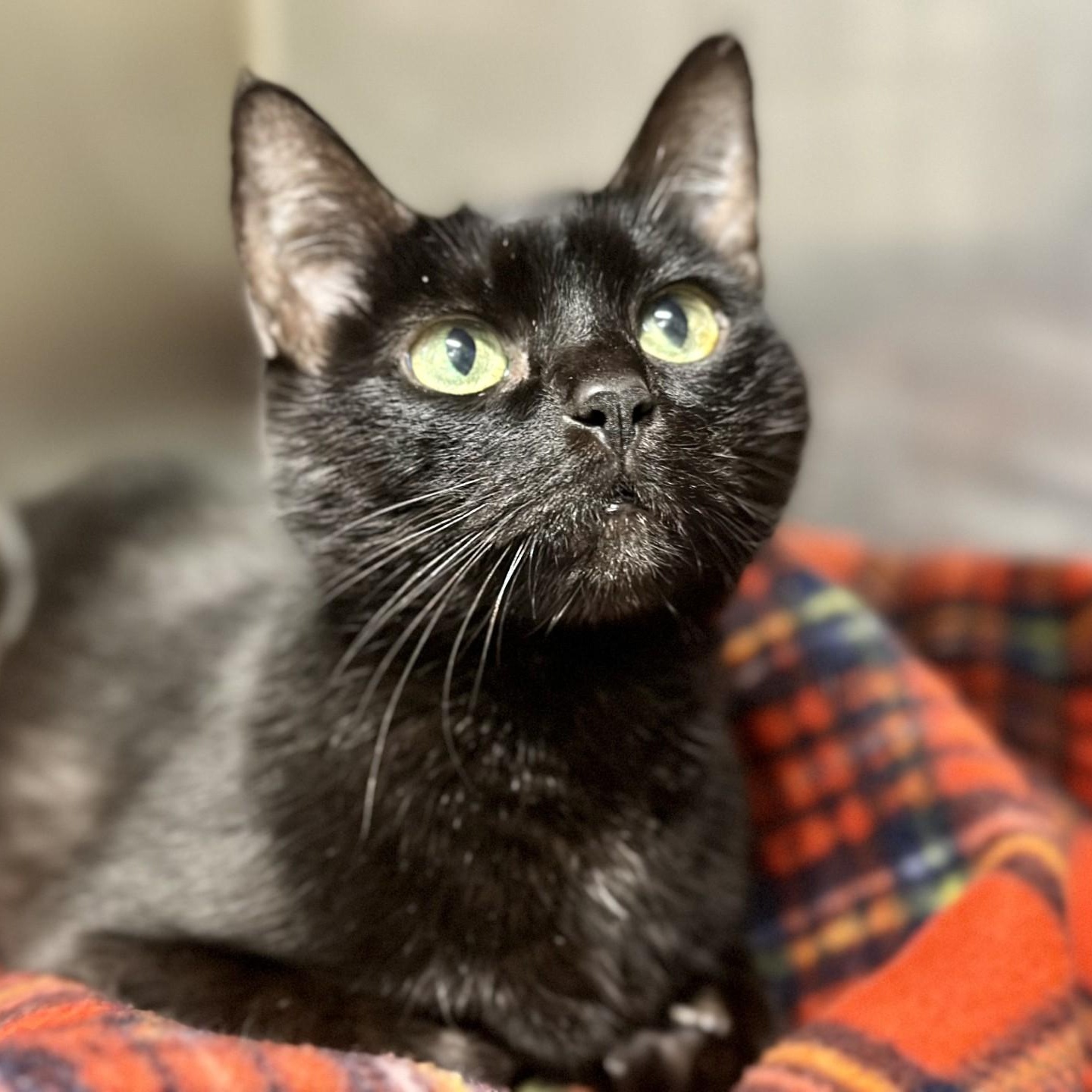 Destiny , ADOPTABLE, Adult Female Domestic Short Hair.