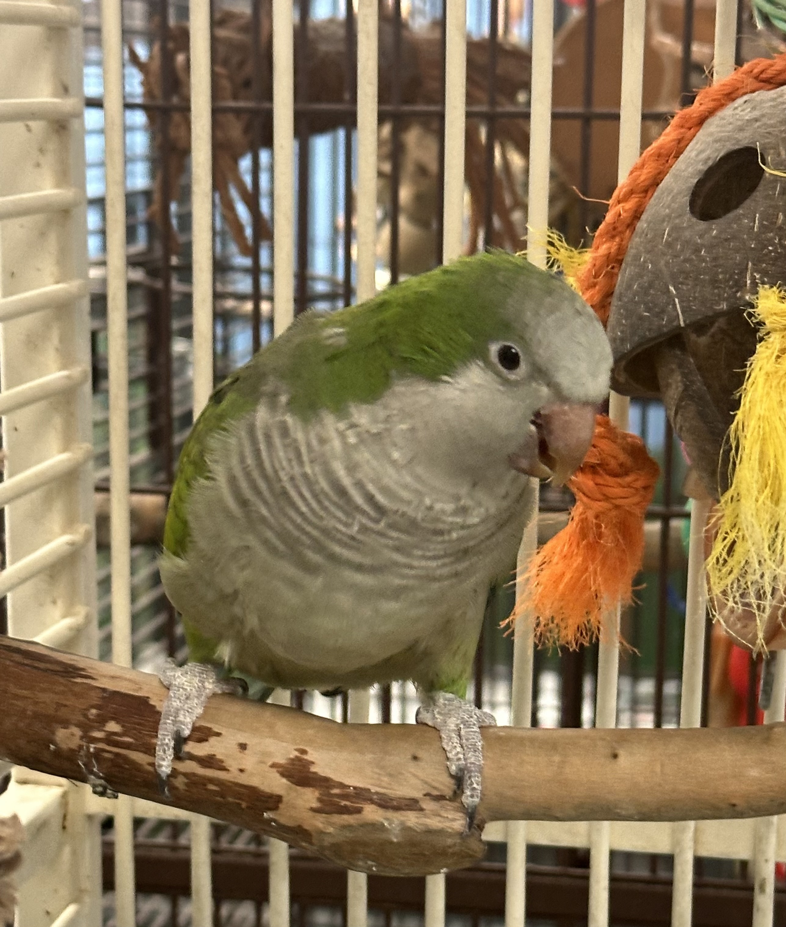 Chester, an adopted Quaker Parakeet in Inverness, FL_image-1