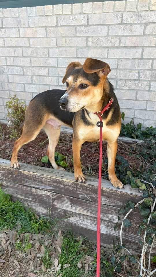 Hancock, Adoptable, Young Male Hound.