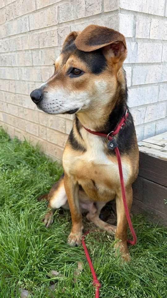 Enlarge Hancock, a Adoptable mixed breed in Little Rock, AR image 2/5