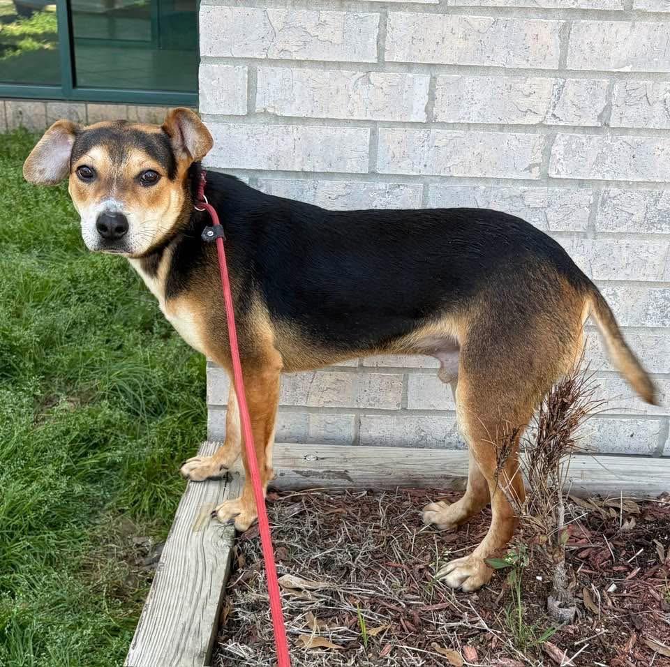 Enlarge Hancock, a Adoptable mixed breed in Little Rock, AR image 3/5