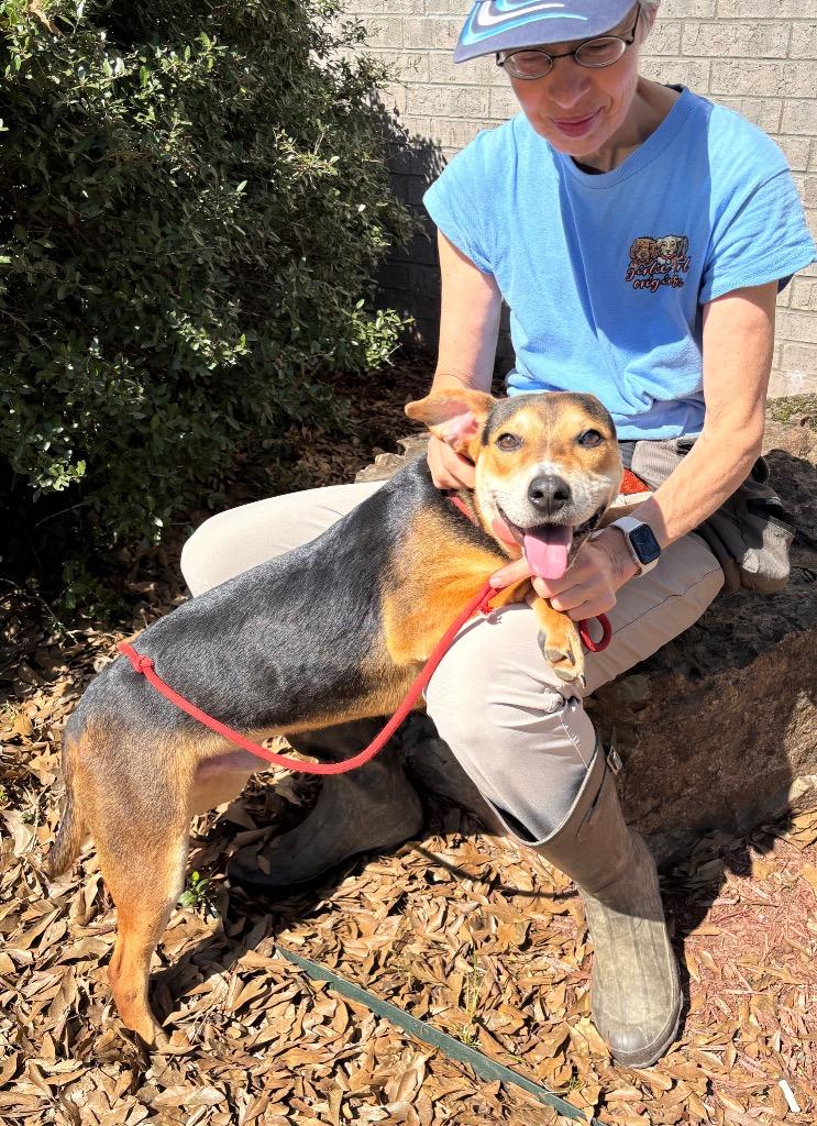 Enlarge Hancock, a Adoptable mixed breed in Little Rock, AR image 4/5