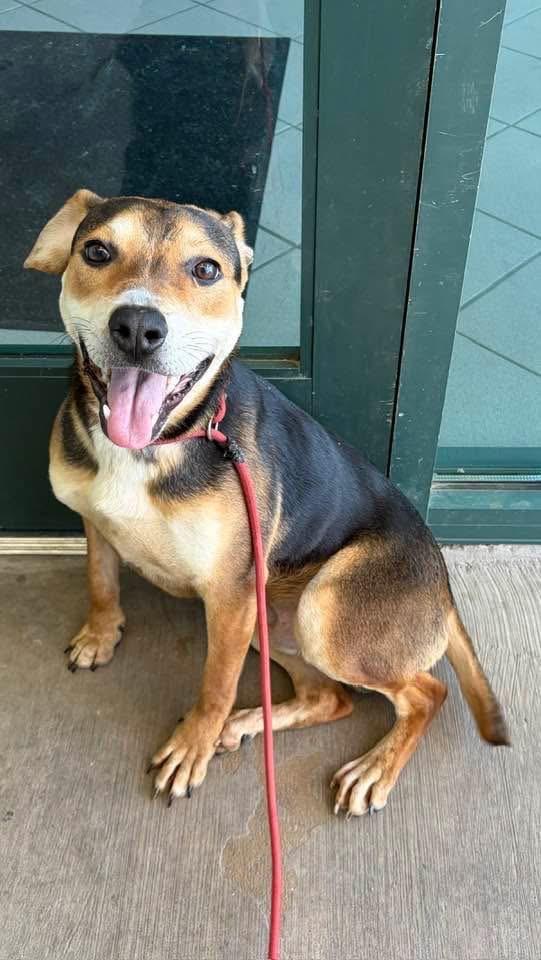 Enlarge Hancock, a Adoptable mixed breed in Little Rock, AR image 5/5