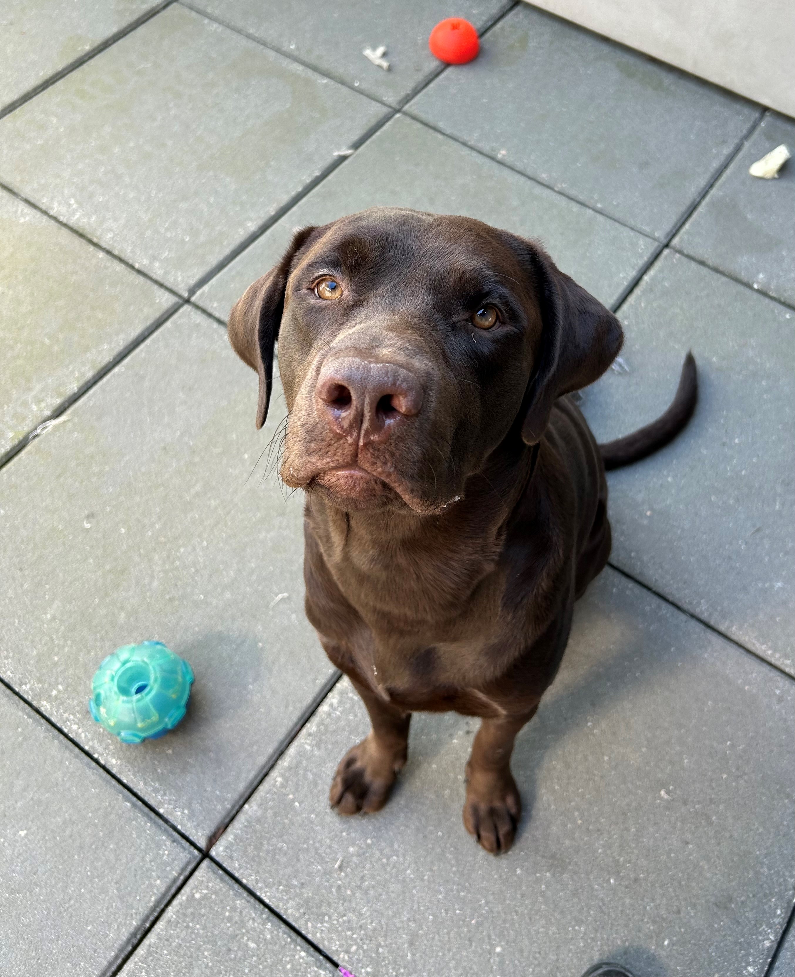 Enlarge Gunner, a Adopted Chocolate Labrador Retriever in North Vancouver, BC image 4/4