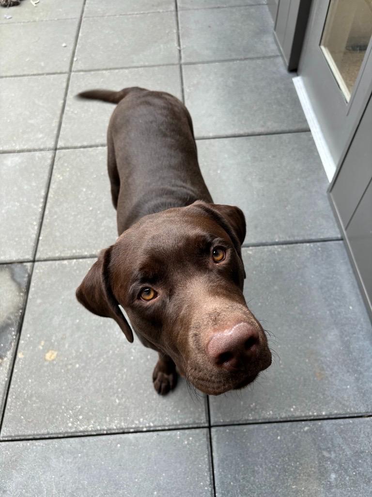 Gunner, Adopted, Adult Male Chocolate Labrador Retriever.