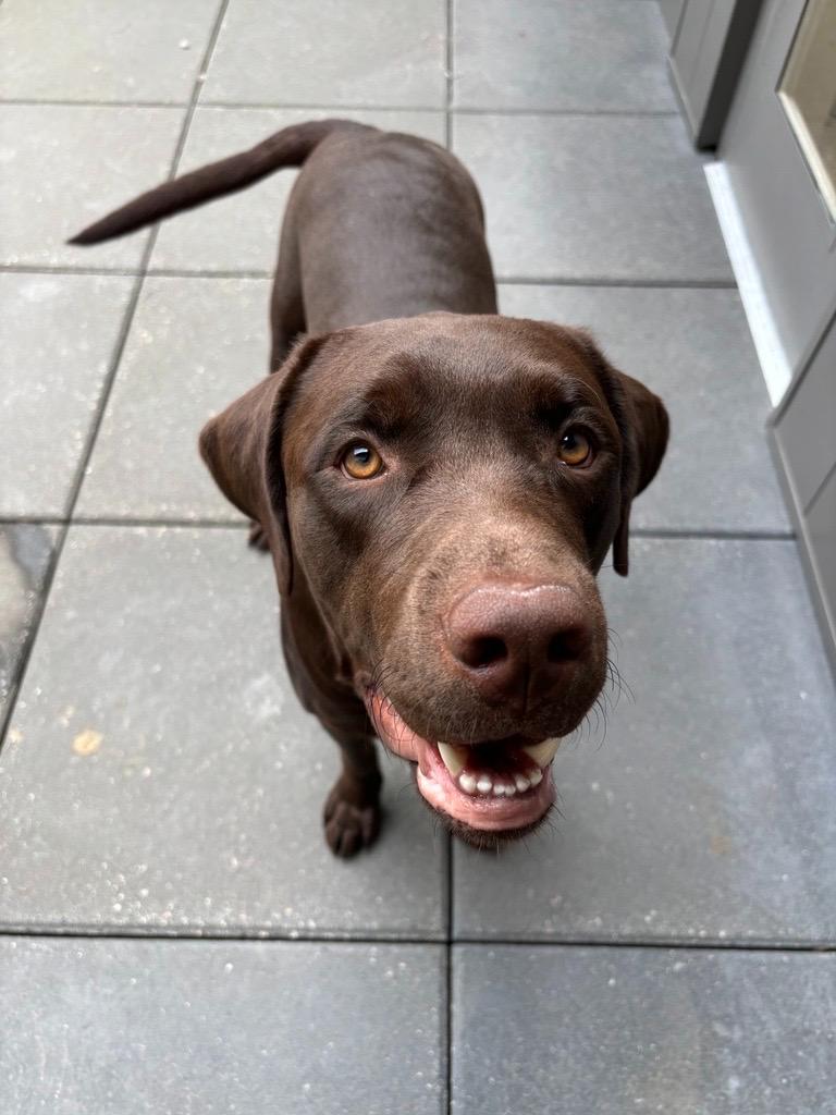Enlarge Gunner, a Adopted Chocolate Labrador Retriever in North Vancouver, BC image 2/4