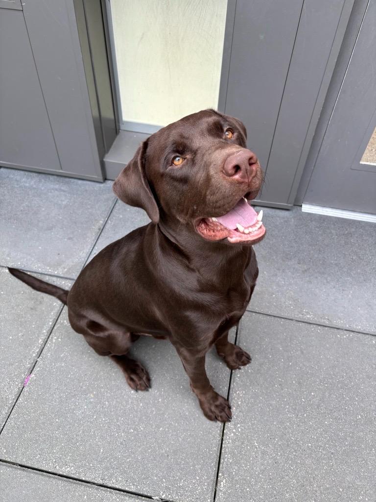 Enlarge Gunner, a Adopted Chocolate Labrador Retriever in North Vancouver, BC image 3/4