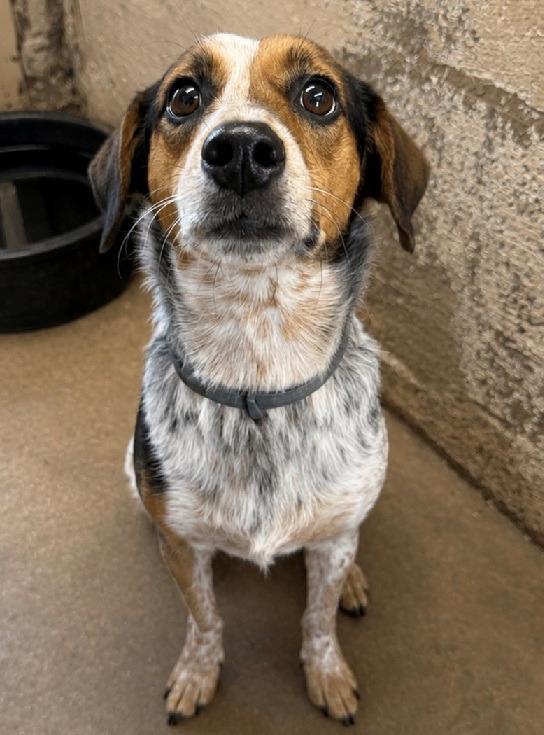 Lizzy, Adoptable, Adult Female Beagle & Australian Shepherd.