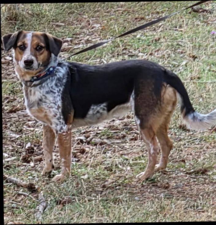 Enlarge Lizzy, a Adoptable mixed breed in Thompson Falls, MT image 2/2