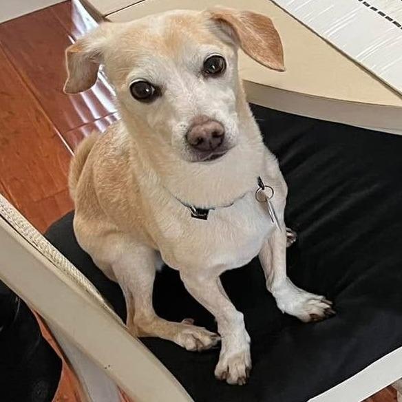 Enlarge Mochi Milkshake, a Adoptable Chihuahua in Ramona, CA image 2/6