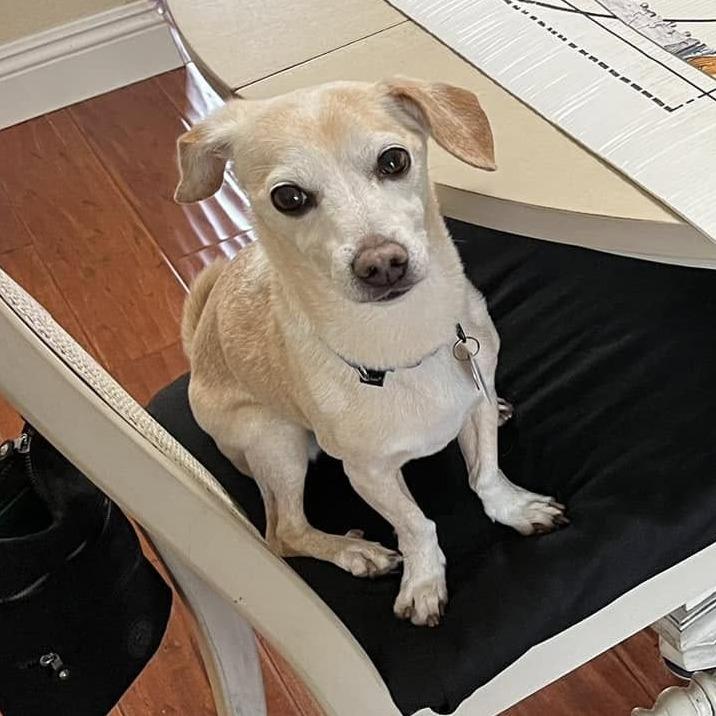 Enlarge Mochi Milkshake, a Adoptable Chihuahua in Ramona, CA image 5/6