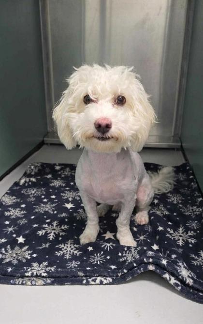 Enlarge Nadia, a Adoptable mixed breed in Portland, ME image 1/1