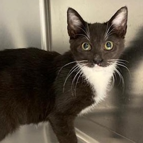 Enlarge Ava, an adopted Domestic Short Hair in Ocean Isle Beach, NC image 2/2