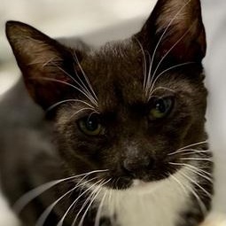 Enlarge Ava, an adopted Domestic Short Hair in Ocean Isle Beach, NC image 1/2