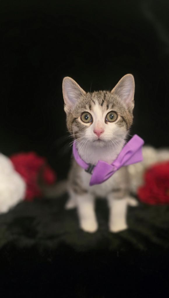 Scout, Adoptable, Kitten Male Domestic Short Hair.