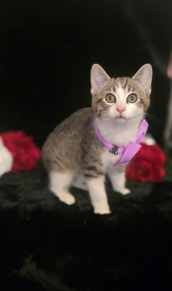 Enlarge Scout, a Adoptable mixed breed in Miami, OK image 2/4