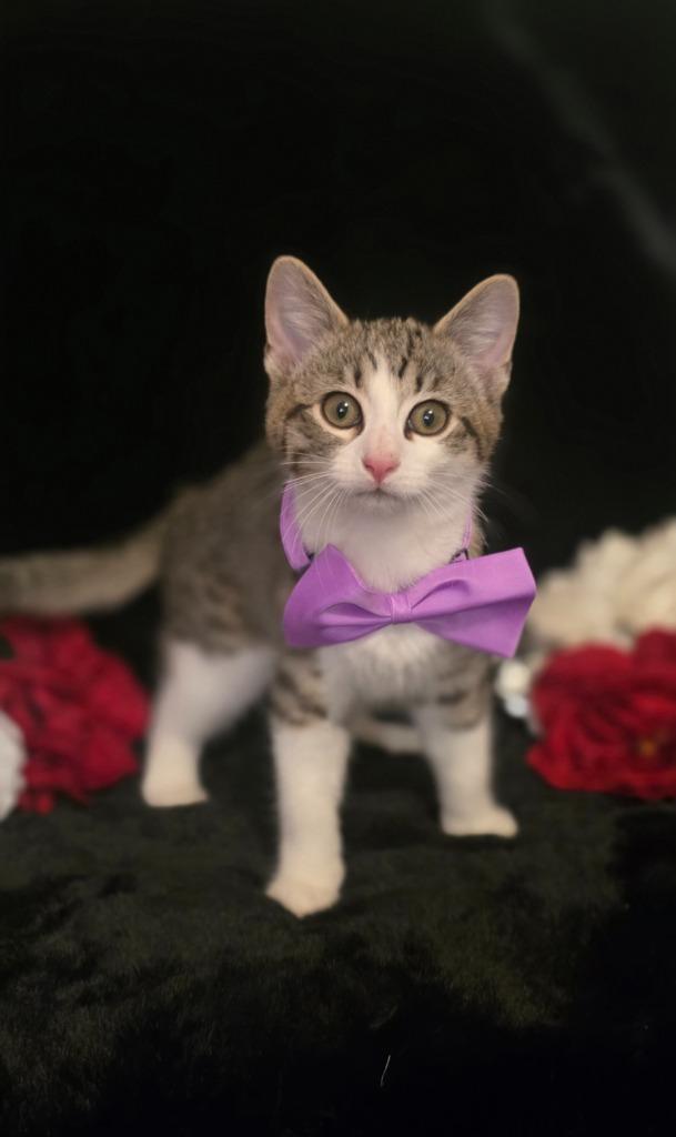 Enlarge Scout, a Adoptable mixed breed in Miami, OK image 3/4