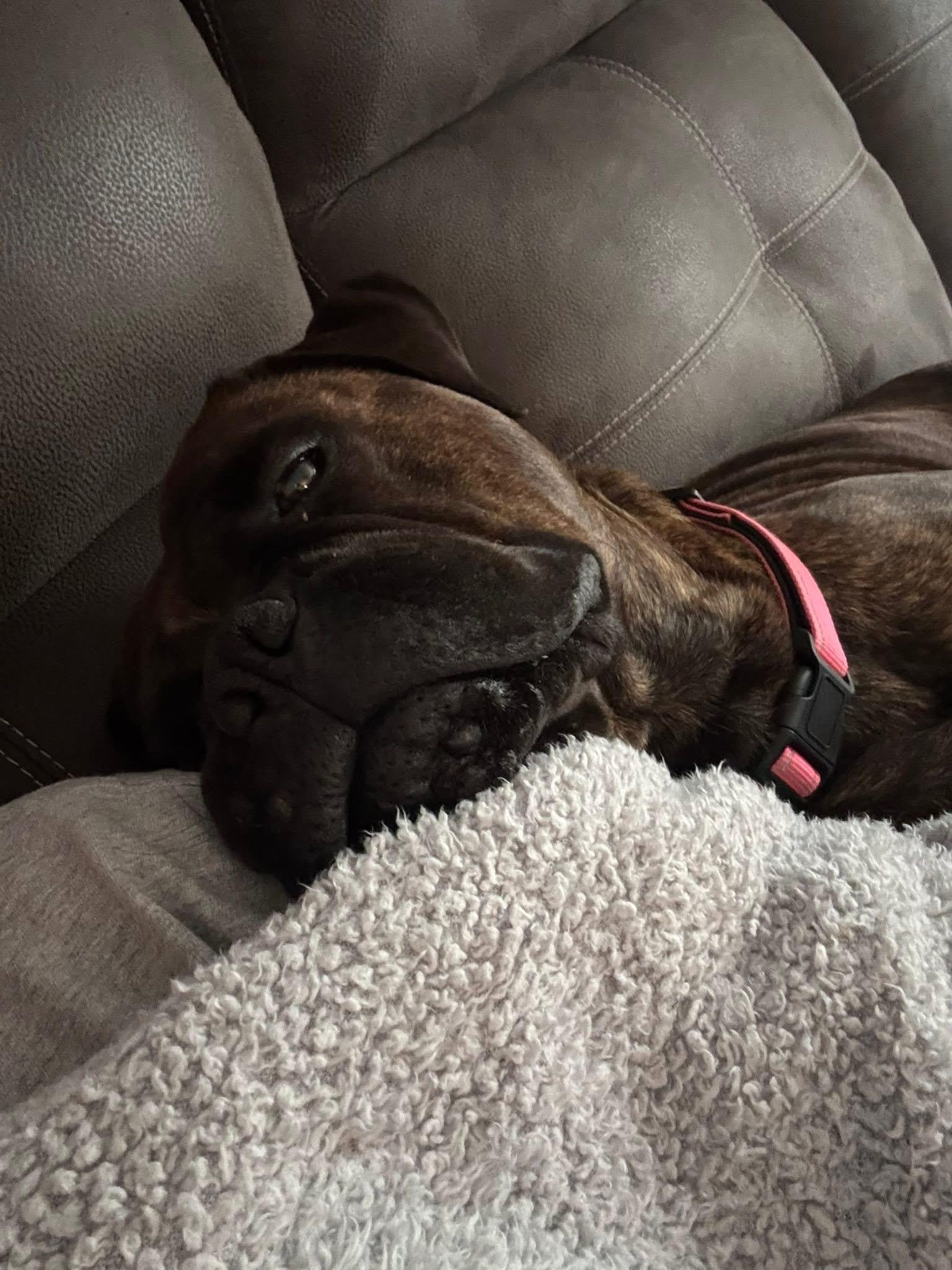 Enlarge Sienna Grace, a ADOPTABLE Bullmastiff in Pottersville, NJ image 2/4