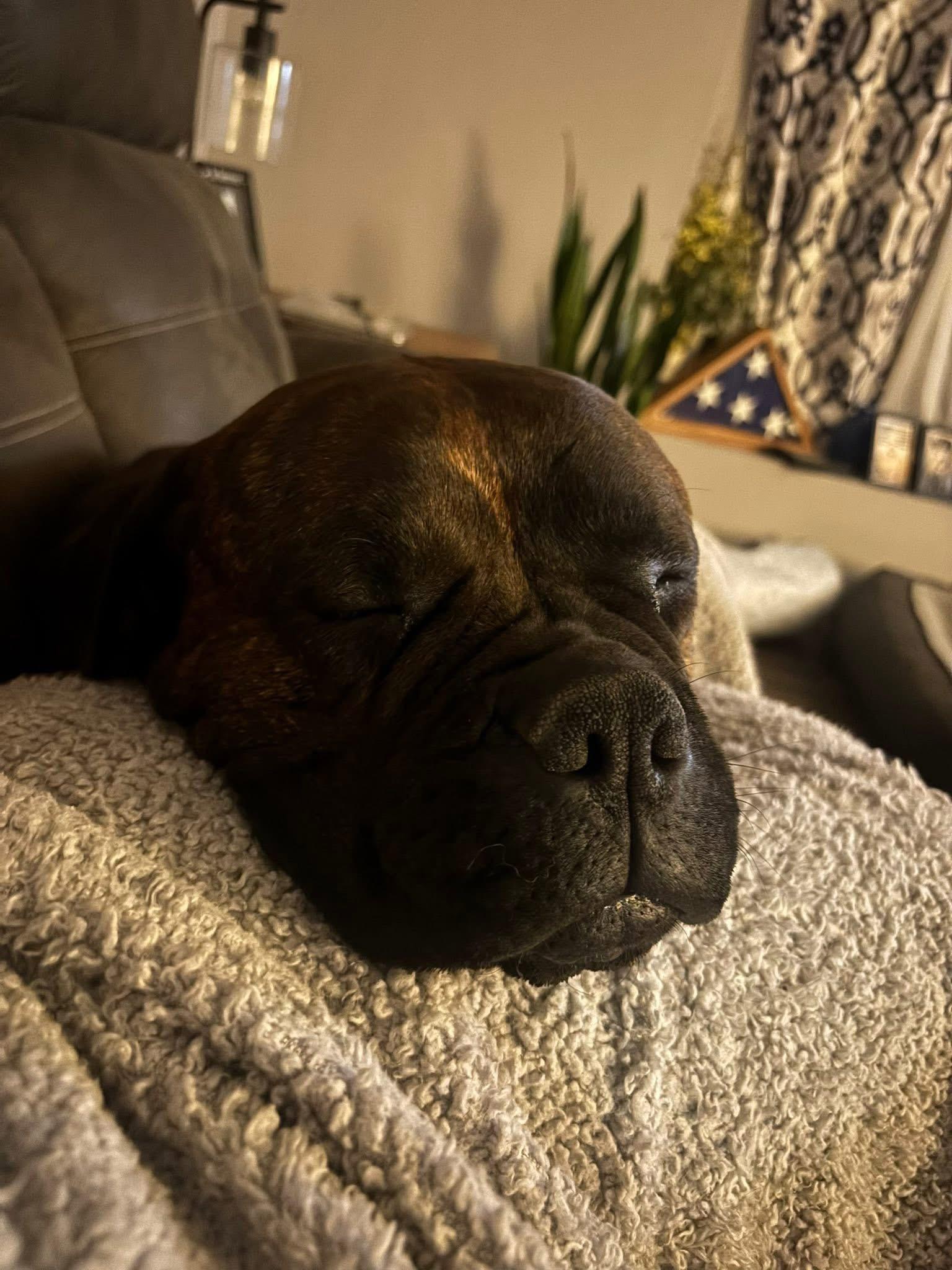 Enlarge Sienna Grace, a ADOPTABLE Bullmastiff in Pottersville, NJ image 3/4