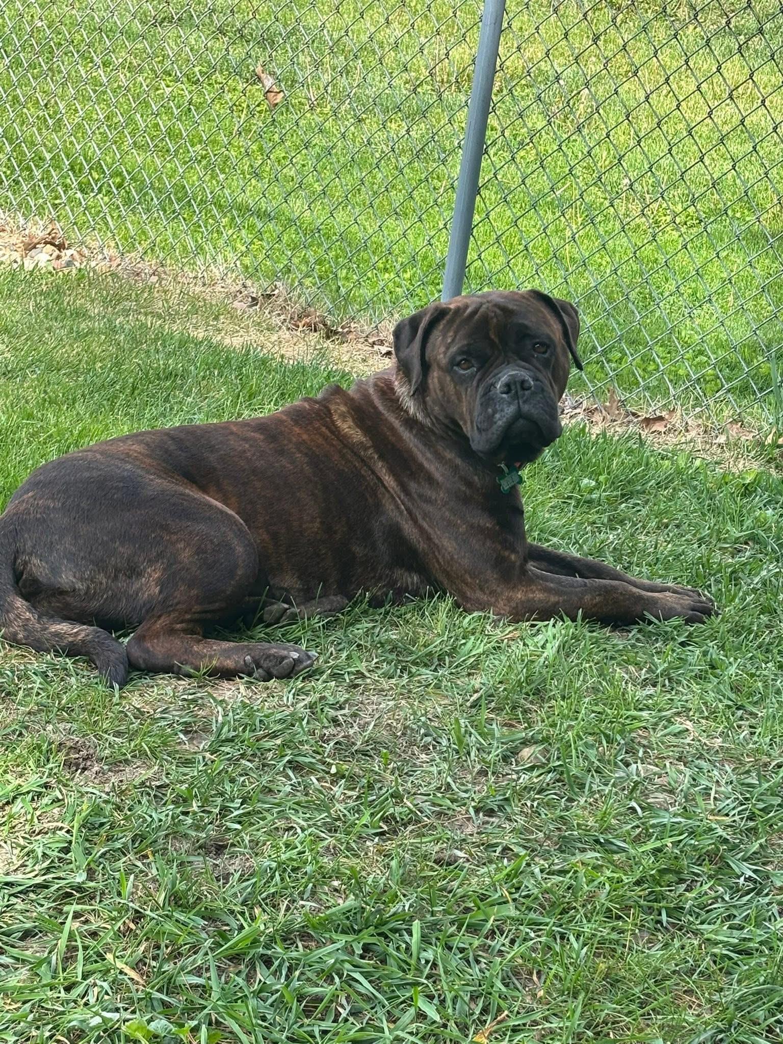 Enlarge Sienna Grace, a ADOPTABLE Bullmastiff in Pottersville, NJ image 1/4