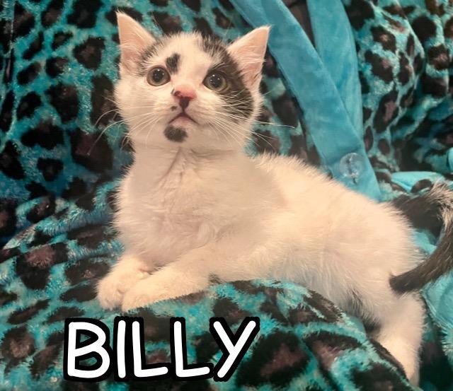 Enlarge Billy, an adopted mixed breed in North Billerica, MA image 2/3