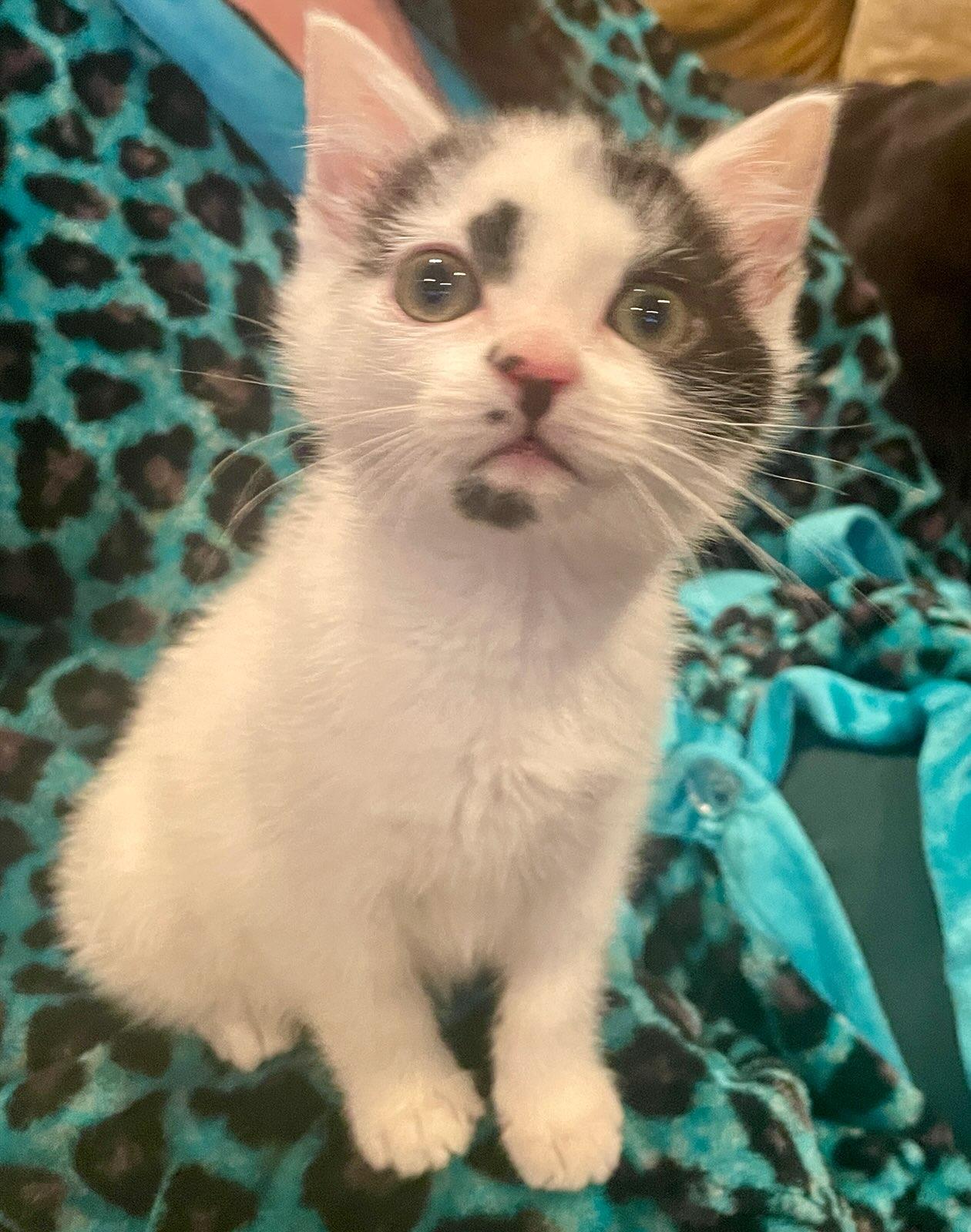 Billy, adopted, Kitten Male Domestic Short Hair.