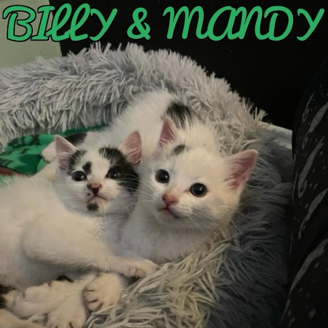 Enlarge Billy, an adopted mixed breed in North Billerica, MA image 3/3