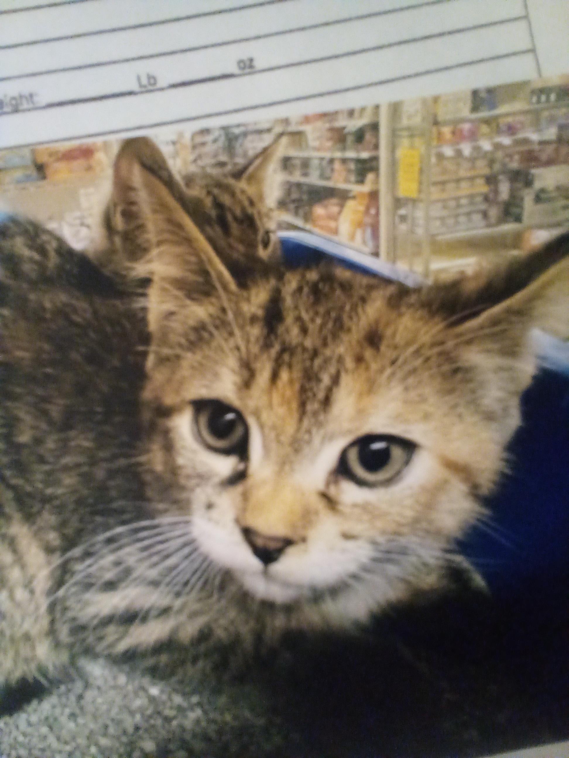Martha, ADOPTABLE, Young Female Domestic Short Hair.
