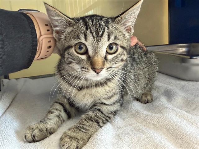 MOUSY, Adoptable, Kitten Female Domestic Short Hair.