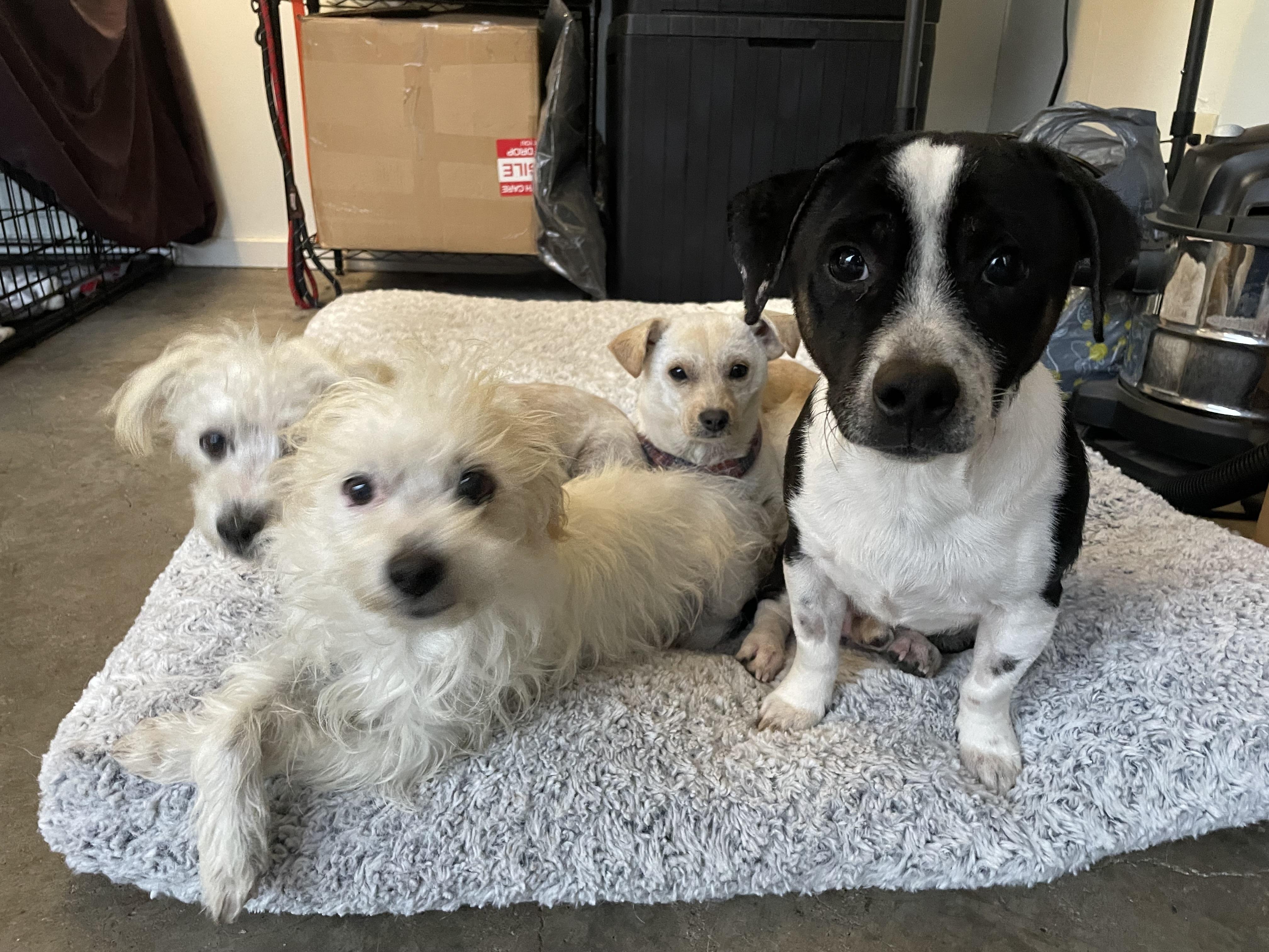 Enlarge Frannie, an adoptable mixed breed in Oakland, CA image 3/4