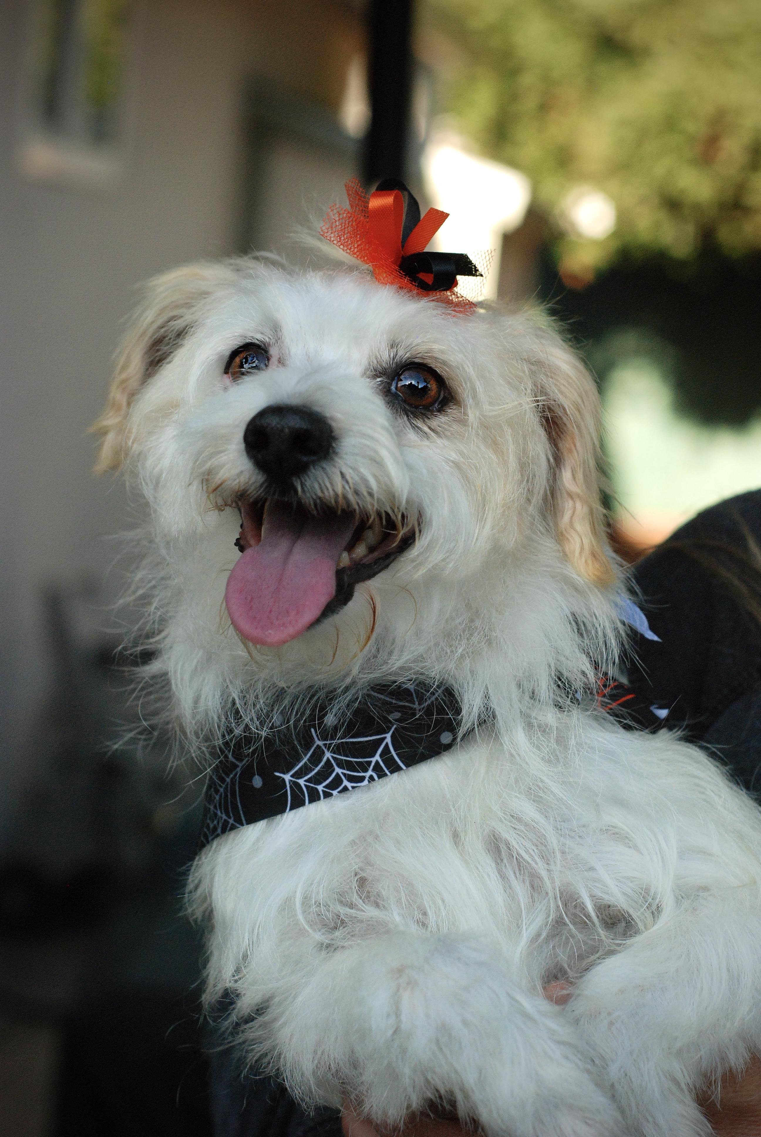 Enlarge Frannie, an adoptable mixed breed in Oakland, CA image 2/4