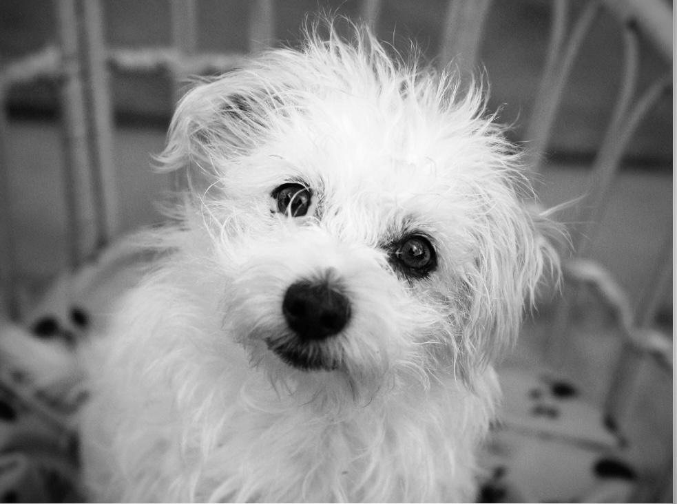 Enlarge Frannie, an adoptable mixed breed in Oakland, CA image 4/4