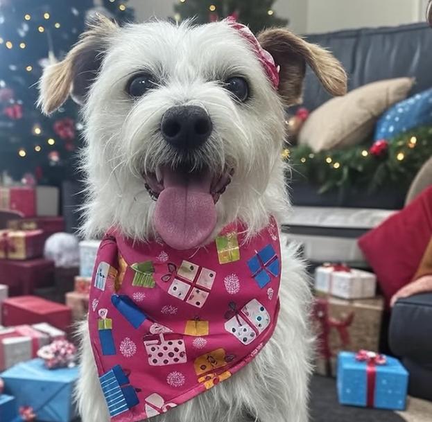 Enlarge Frannie, an adoptable mixed breed in Oakland, CA image 1/4