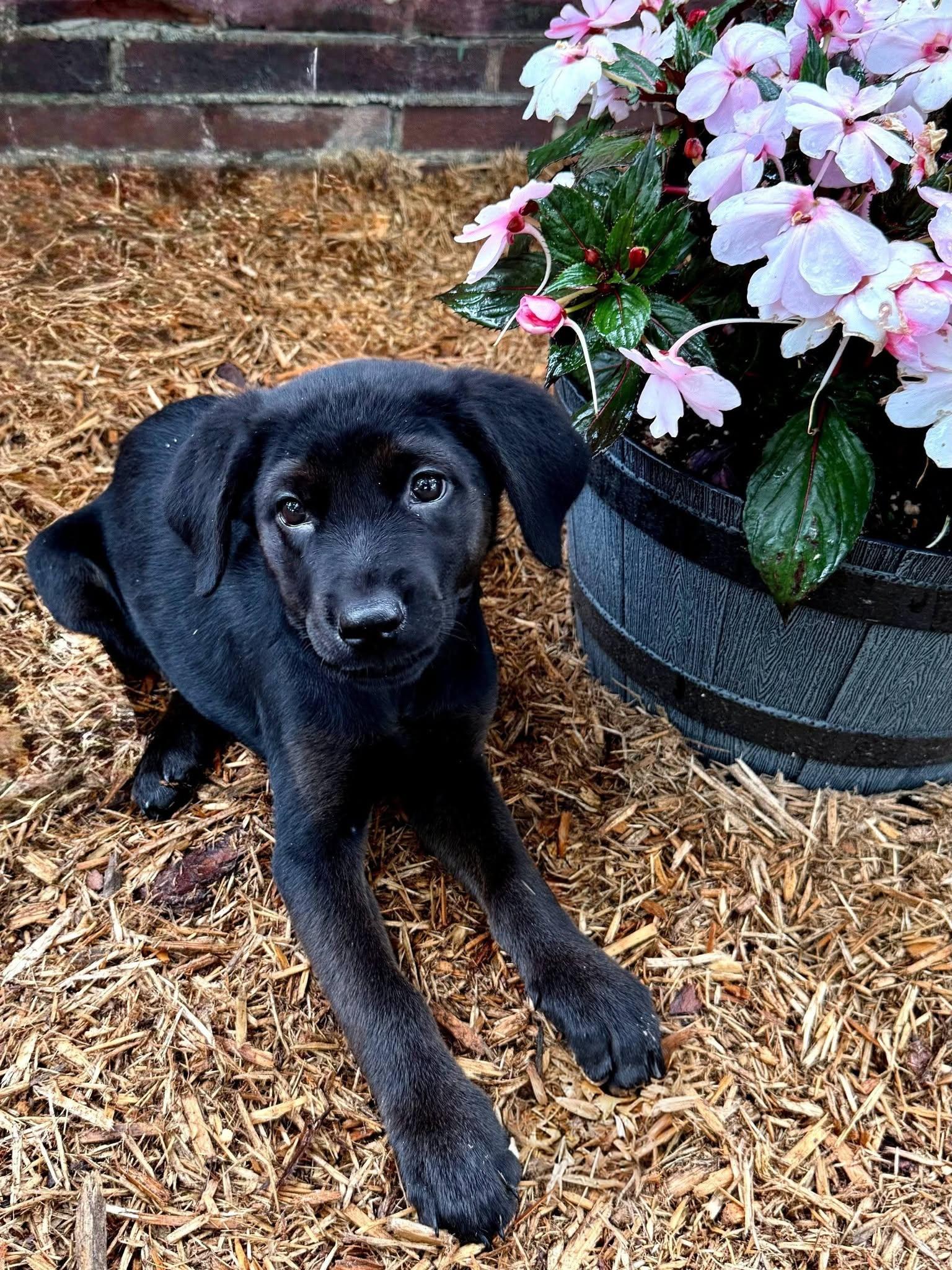 Enlarge Grits, a Adoptable mixed breed in East Sparta, OH image 1/5