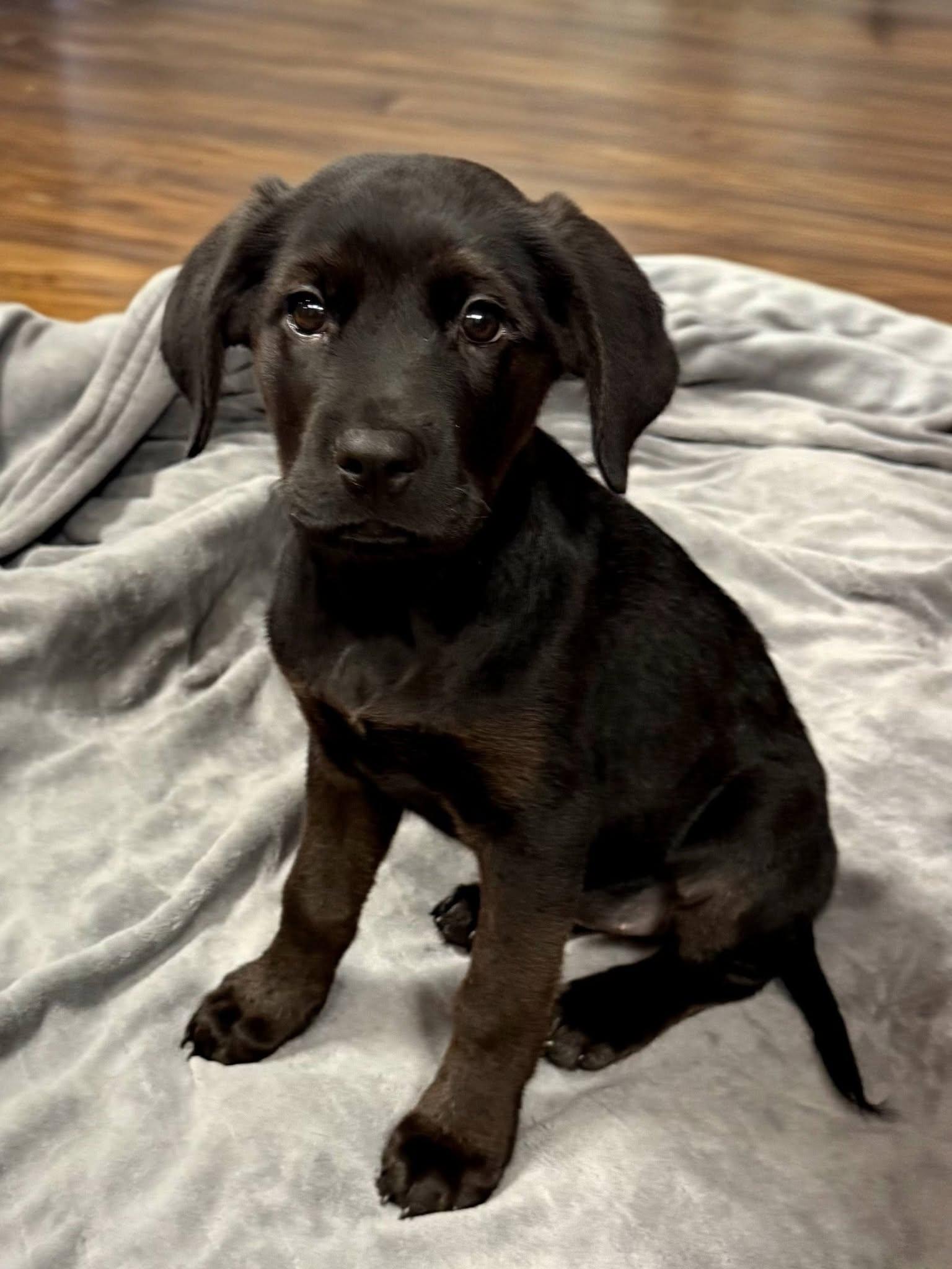 Grits, Adoptable, Puppy Female Rottweiler & Golden Retriever.