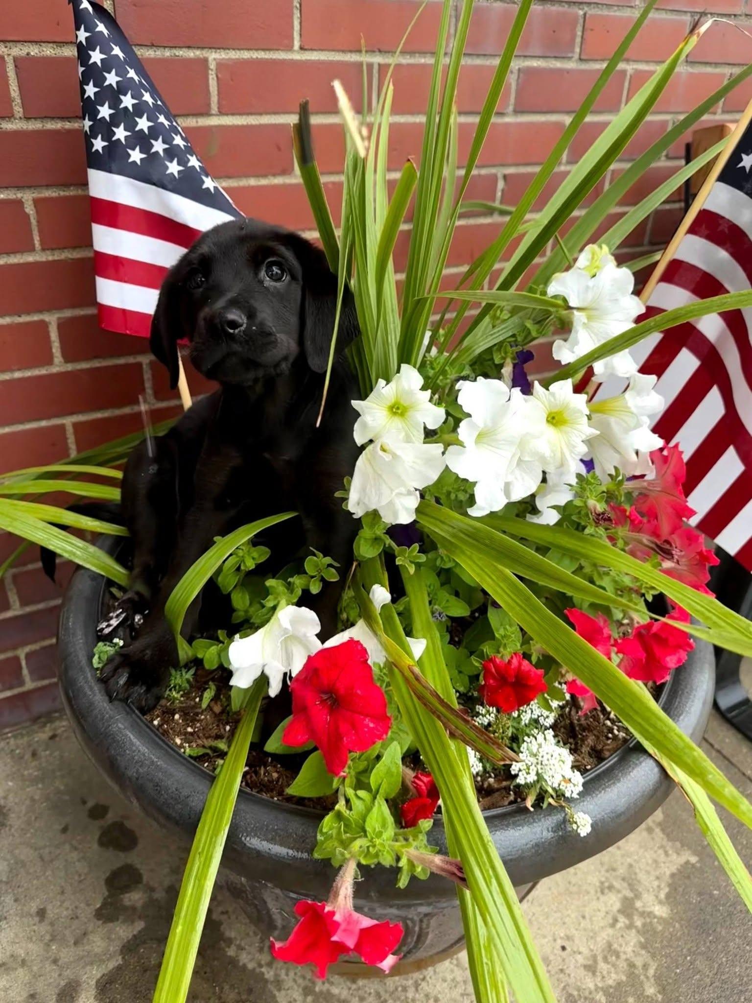 Enlarge Grits, a Adoptable mixed breed in East Sparta, OH image 3/5